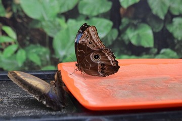 exotic butterfly in the garden