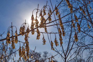the sun through the trees