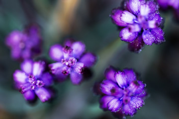 Fototapeta na wymiar Top view of purple wildflowers