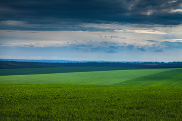 Field with green shoots