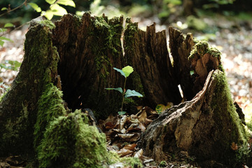 Neuer Baum wächst aus altem Stamm