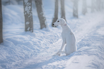Fototapeta na wymiar Snow dog
