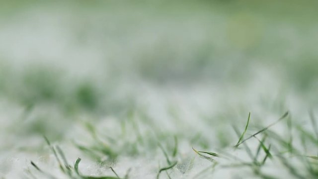 White fluffy poplar seeds coat the ground, selective focus as abstract natural background