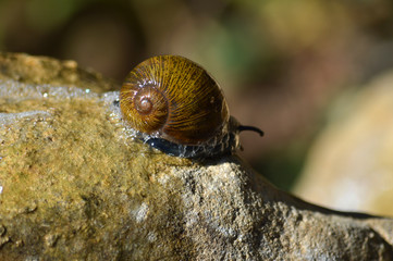 Close-up of a Beautiful Snail on a Stone, Nature, Macro