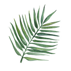 Watercolor green palm leaf isolated on white background.