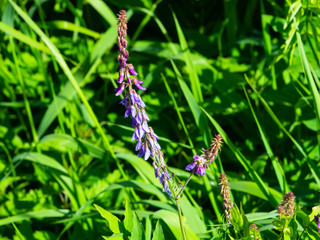 Blooming Fodder or Eastern Galega, Galega Orientalis, in wild close-up, selective focus, shallow DOF
