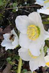 First bee pollinating Helleborus niger