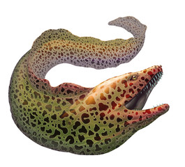 Moray eel Gymnothorax moringa realistic illustration. Spotted moray eel fish illustration on white background isolated. - obrazy, fototapety, plakaty