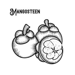 Mangosteen hand drawn