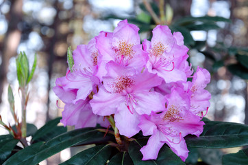 rhododendron inflorescence on a bush