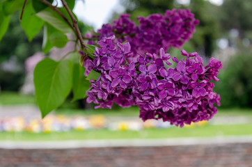 branch of a blossoming lilac on a bush