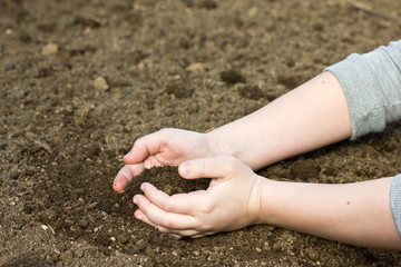 handful of arable soil in the hands of a child
