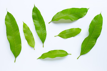 Mango leaves on white background.