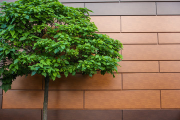 Green tree near a brown building