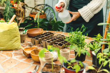 Watering herbs seedlings 