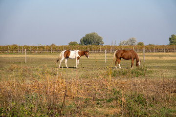 Grasende Pferde auf der Koppel
