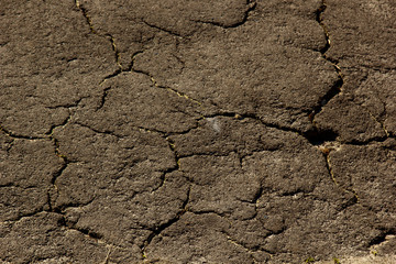 field of green fine grass on the ground. short lawn. background texture closeup