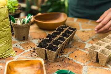 Seeds in Biodegradable pots
