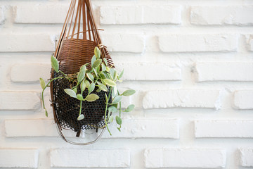 Wall of white bricks next to a plant in the pot and wood frame.