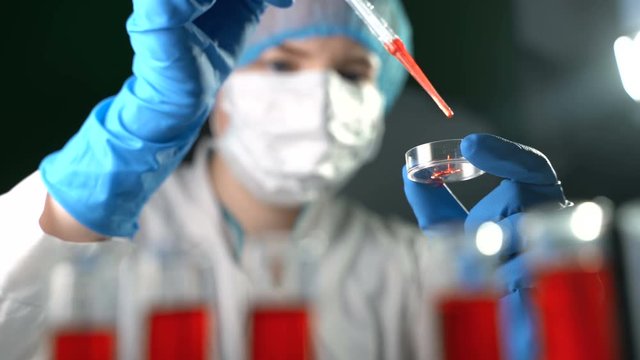 Lab worker adds a few drops of a red chemical from a pipette to a petri dish