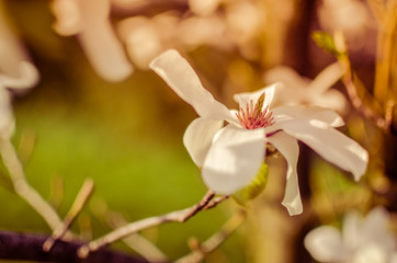 Closeup of white magnolia flower. natural floral spring
