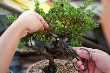Making of bonsai trees. Handmade accessories wire and scissor bonsai, bonsai tools, stand of bonsai.