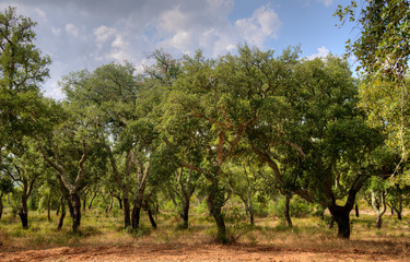 Fototapeta premium Chênes-liège sur le site des Almendres, Alentejo, Portugal