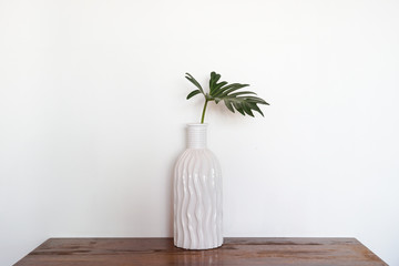 Green leaves of philodendron in a vase on wooden table with white background.