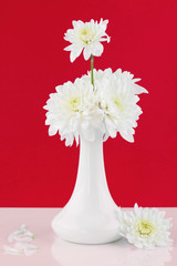 Beatiful chrysanthemums on a red background with vase