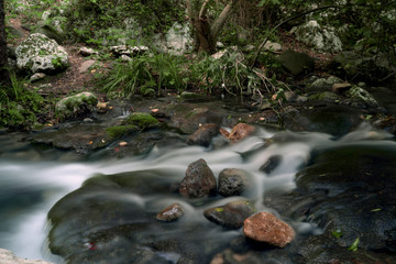 stream in forest