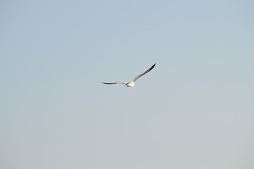 Close-up of a Beautiful Seagull, Nature, Seascape, Sicily, Italy, Europe