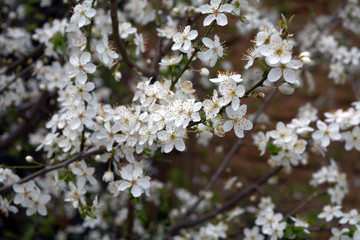 blooming flowers on the branches of fruit trees