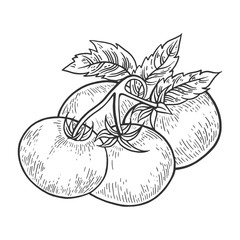 Tomato plant branch sketch engraving vector illustration. Scratch board style imitation. Hand drawn image.