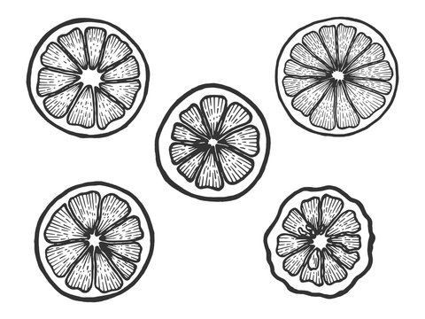 Citrus exotic fruits slice set sketch engraving vector illustration. Scratch board style imitation. Black and white hand drawn image.