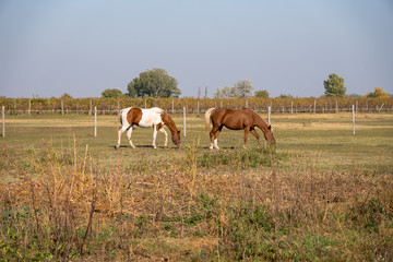Grasende Pferde in Umz&auml;unung