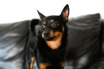 A small black dog is on the background of a black sofa.