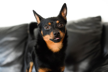 A small black dog is on the background of a black sofa.