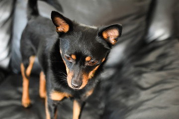 A small black dog is on the background of a black sofa. Top view at an angle.