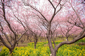 Fototapeta premium Beautiful Cherry Blossom in Matsuda , Japan