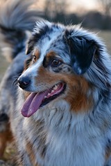 Australian Shepperd