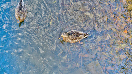 wild ducks on blue water