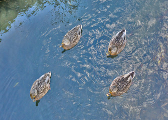 wild ducks on blue water