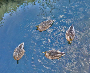 wild ducks on blue water