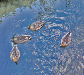 wild ducks on blue water