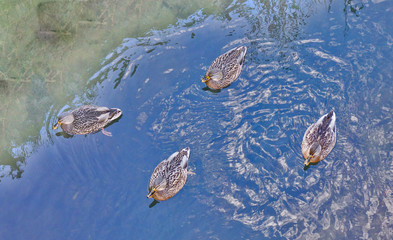wild ducks on blue water