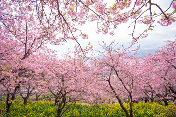 Obraz na płótnie Canvas Beautiful Cherry Blossom in Matsuda , Japan