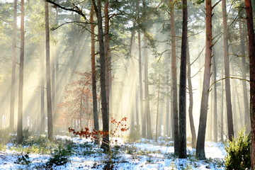 Wschodzące słońce w zimowym, leśnym krajobrazie - 259713004
