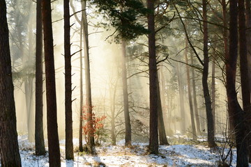 Wschodzące słońce w zimowym, leśnym krajobrazie