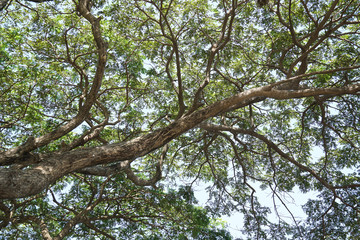 Fototapeta premium Under the big rain tree.
