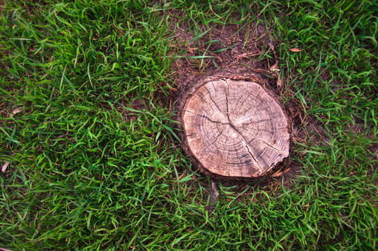 tree stump on grass background